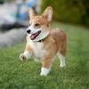 grace_corgi